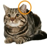 Ear-tipped-cat3